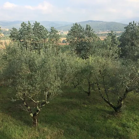 Edoardo - La Casa Nell'oliveto منزل ريفي كورتْشّانو
