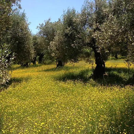 Edoardo - La Casa Nell'oliveto منزل ريفي