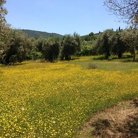 Edoardo - La Casa Nell'oliveto Country house